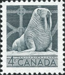 Walrus (Odobenus rosmarus)