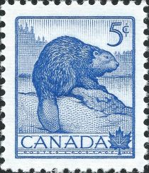 North American Beaver (Castor canadensis)