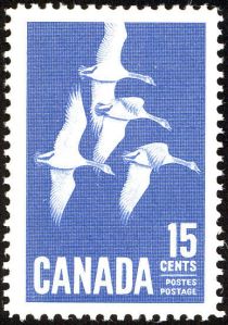 Canada Goose (Branta canadensis)