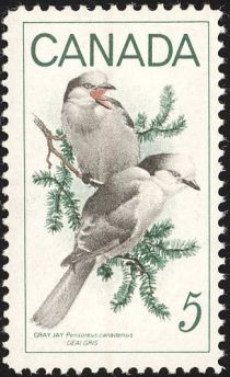 Grey Jay (Perisoreus canadensis)