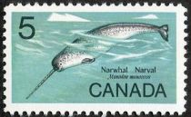 Narwhal (Monodon monoceros)