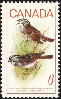 White-throated Sparrows (Zonotrichia albicollis)