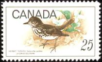 Hermit Thrush (Hylocichla guttata)