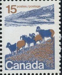 Bighorn Sheep (Ovis canadensis), Western Canada