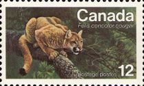 Eastern Cougar (Felis concolor cougar)