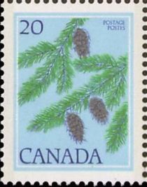 Douglas (Pseudotsuga menziesii)