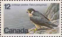 Endangered Wildlife : Peregrine Falcon (Falco peregrinus).