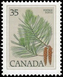 Eastern White Pine (Pinus strobus)