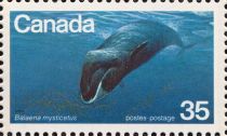 Bowhead Whale (Balaena mysticetus)