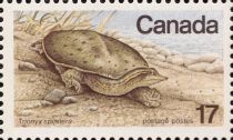 Eastern Spiny Softshell Turtle (Trionyx spinifera)