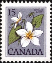 Canada Violet (Viola canadensis)