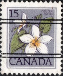 Canada Violet (Viola canadensis)