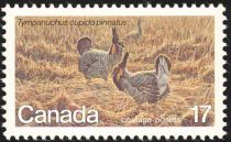 Greater Prairie Chicken (Tympanuchus cupido pinnatus)