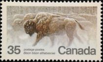 Wood Bison (Bison bison athabascae)