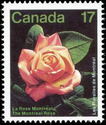 Montréal Flower Show : The Montréal Rose