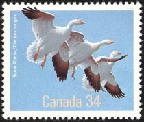 Snow Goose (Anser caerulescens)