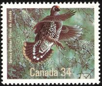 Spruce Grouse (Canachites canadensis)