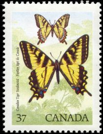 Canadian Tiger Swallowtail (Papilio glaucas canadensis)