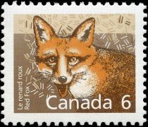 Red Fox (Vulpes vulpes)