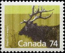 Wapiti (Cervus canadensis)