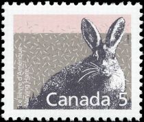 Snowshoe Hare (Lepus americanus)