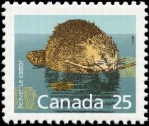 North American Beaver (Castor canadensis)