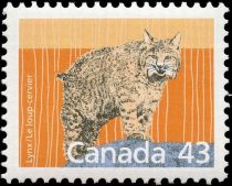 Canada Lynx (Lynx lynx canadensis)