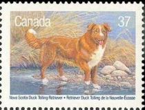 Nova Scotia Duck Tolling Retriever (Canis lupus familiaris)