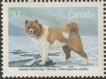 Canadian Eskimo Dog (Canis lupus familiaris)