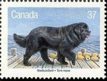 Newfoundland Dog (Canis lupus familiaris)