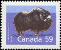 Musk Ox (Ovibos moschatus)