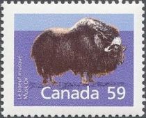 Musk Ox (Ovibos moschatus)