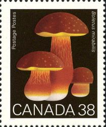 Admirable Boletus (Boletus mirabilis)