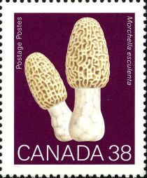 Common Morel (Morchella esculenta)