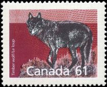 Timber Wolf (Canis lupus)