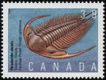 Paradoxides davidis, Trilobite, Cambrian Period