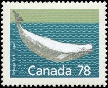 Beluga (Delphinapterus leucas)