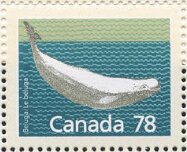 Beluga (Delphinapterus leucas)