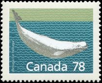 Beluga (Delphinapterus leucas)