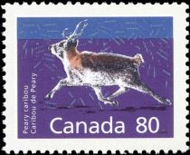 Peary Caribou (Rangifer tarandus pearyi)