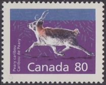 Peary Caribou (Rangifer tarandus pearyi)