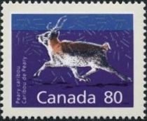 Peary Caribou (Rangifer tarandus pearyi)