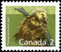 North American Porcupine (Erethizon dorsatum)