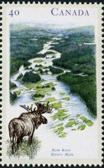 Main River, Moose (Alces alces)