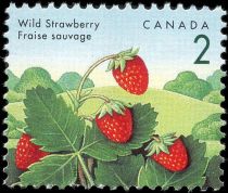 Wild Strawberry (Fragaria vesca)