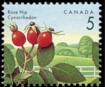 Rose Hip (Rosa rugosa)