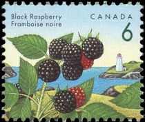 Black Raspberry (Rubus leucodermis)