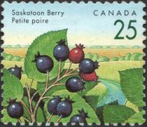 Saskatoon Berry (Amelanchier alnifolia)