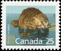 North American Beaver (Castor canadensis)