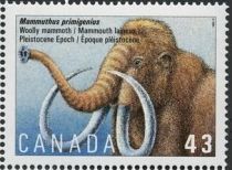 Woolly Mammoth (Mammuthus primigenius), Pleistocene Epoch